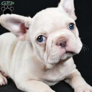 Rudolph, French Bulldog Puppy