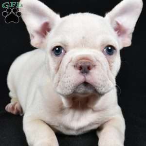 Rudolph, French Bulldog Puppy
