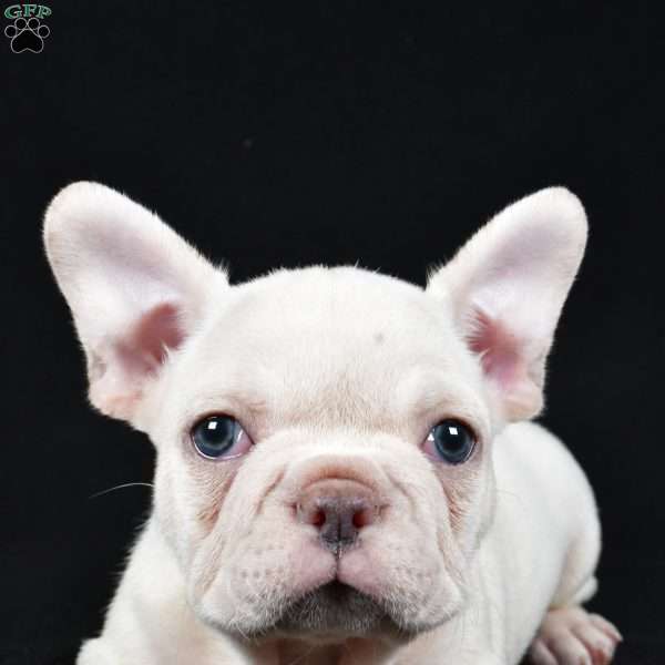 Rudolph, French Bulldog Puppy