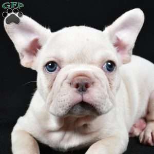 Rudolph, French Bulldog Puppy
