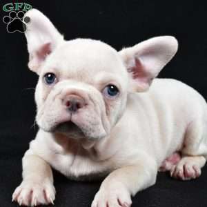 Rudolph, French Bulldog Puppy