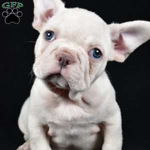 Rudolph, French Bulldog Puppy