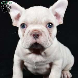 Rudolph, French Bulldog Puppy