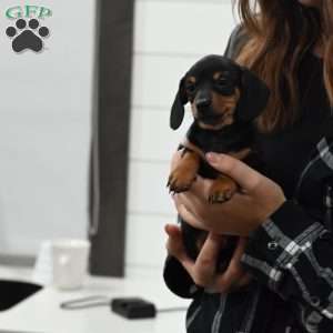 Peanut, Dachshund Puppy