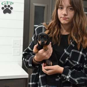 Joy, Dachshund Puppy