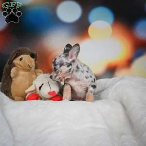 Jeremy, Chihuahua Puppy