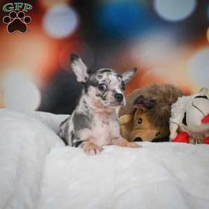 Jeremy, Chihuahua Puppy