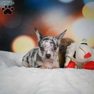 Jeremy, Chihuahua Puppy