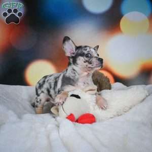 Jeremy, Chihuahua Puppy