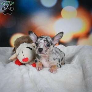 Jeremy, Chihuahua Puppy