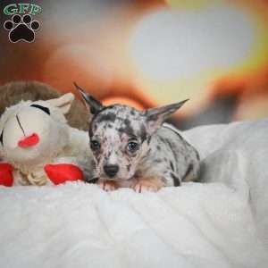 Jeremy, Chihuahua Puppy