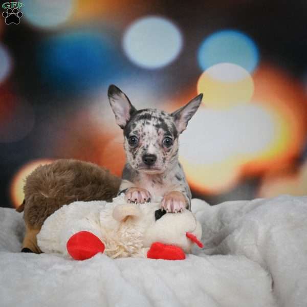 Jeremy, Chihuahua Puppy