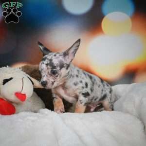 Jeremy, Chihuahua Puppy