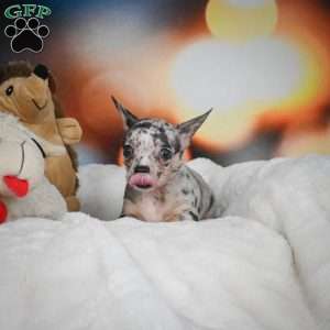 Jeremy, Chihuahua Puppy