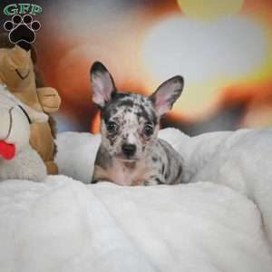 Jeremy, Chihuahua Puppy