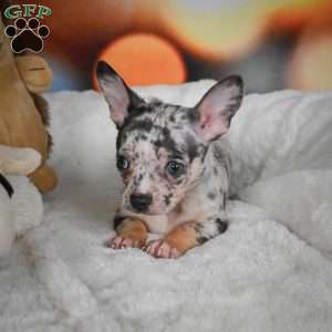 Jeremy, Chihuahua Puppy