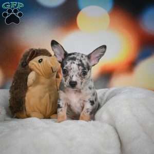 Jeremy, Chihuahua Puppy