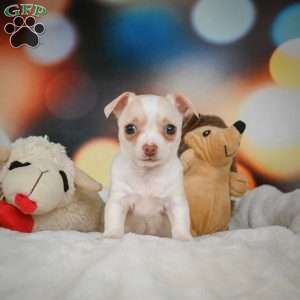 Stella, Chihuahua Puppy