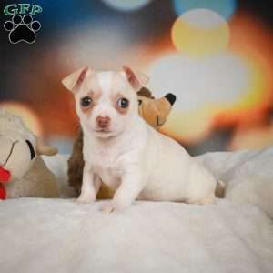 Stella, Chihuahua Puppy