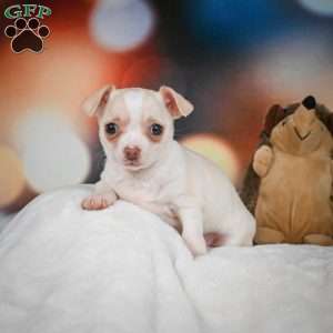 Stella, Chihuahua Puppy