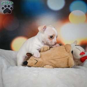 Stella, Chihuahua Puppy