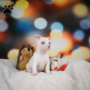 Max, Chihuahua Puppy