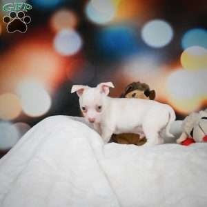 Max, Chihuahua Puppy