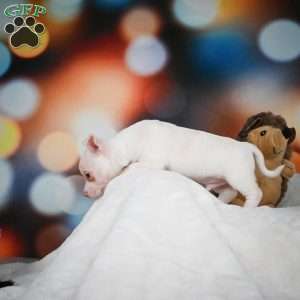 Max, Chihuahua Puppy