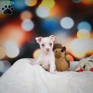 Max, Chihuahua Puppy