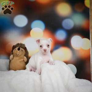 Max, Chihuahua Puppy