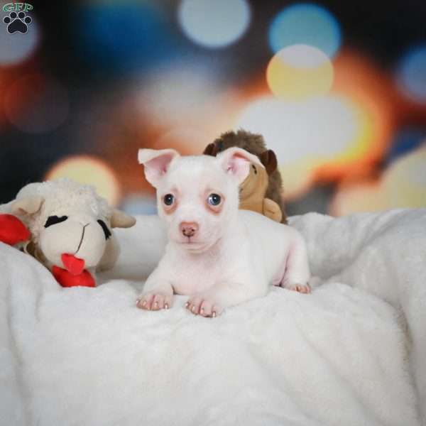 Max, Chihuahua Puppy