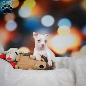 Max, Chihuahua Puppy