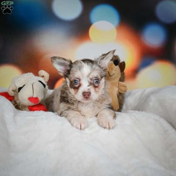 Jolene, Chihuahua Puppy