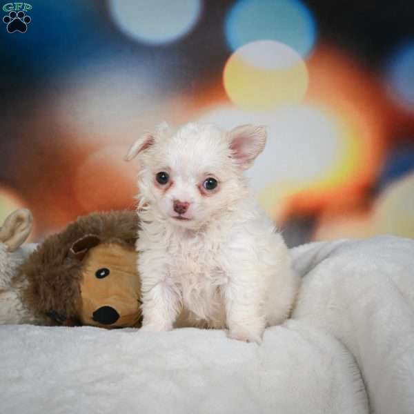 Dolly, Chihuahua Puppy