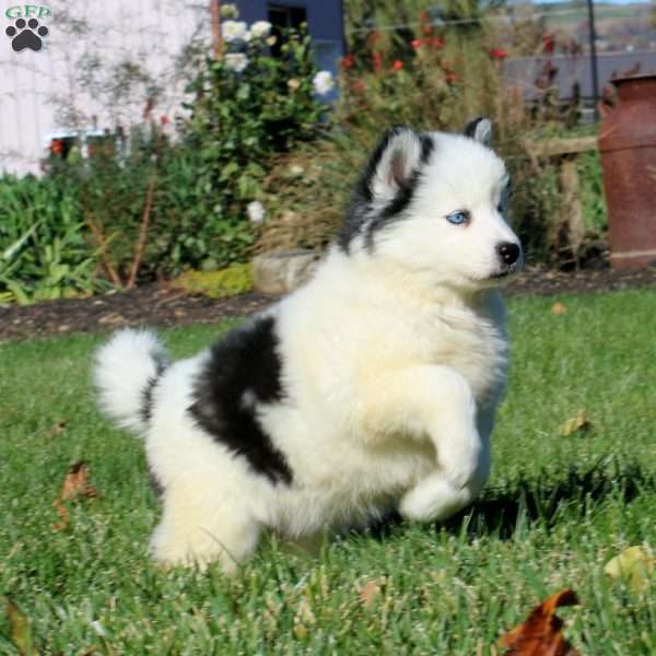 Dahlia, Pomsky Puppy