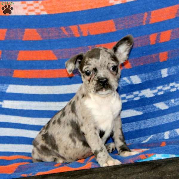 Dahlia, Frenchton Puppy