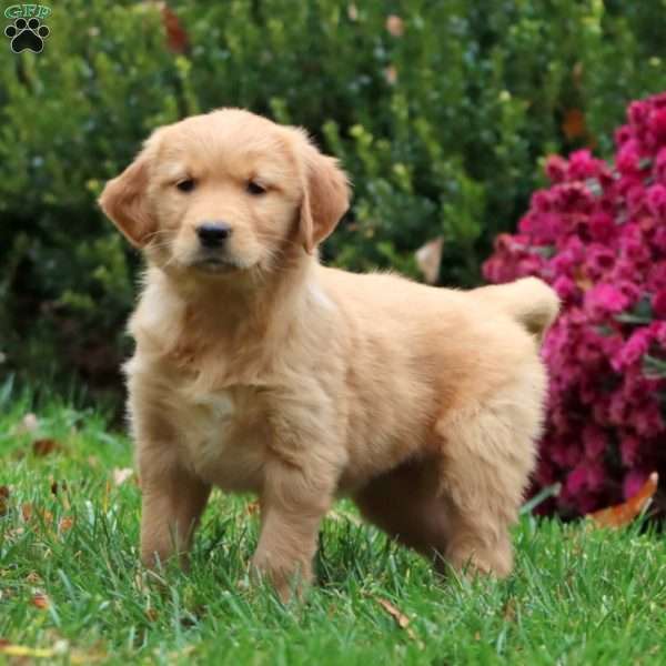 Dahlia, Golden Retriever Puppy