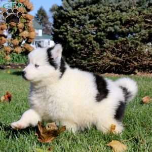 Dahlia, Pomsky Puppy