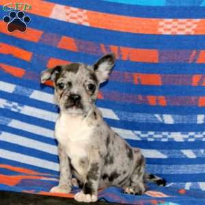 Dahlia, Frenchton Puppy