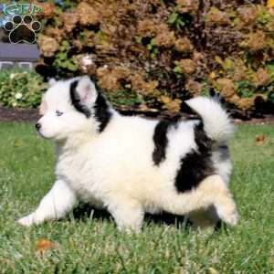 Dahlia, Pomsky Puppy