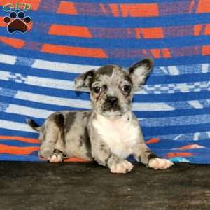 Dahlia, Frenchton Puppy