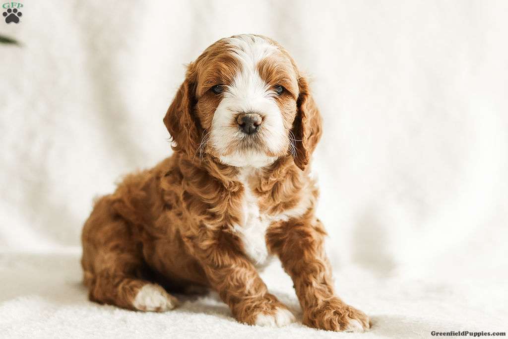 Daisy - Cockapoo Puppy For Sale in Pennsylvania