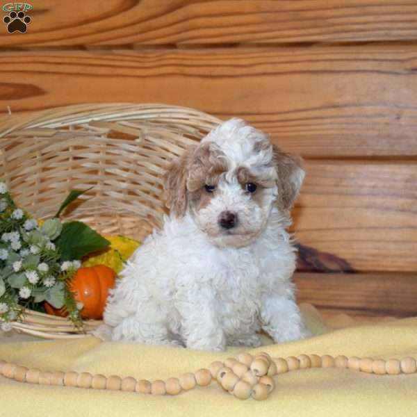 Daisy, Miniature Poodle Puppy