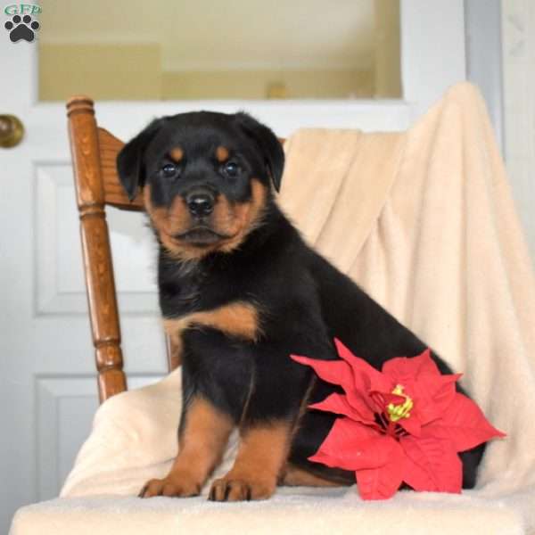 Daisy, Rottweiler Puppy