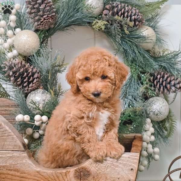 Daisy, Bich-Poo Puppy