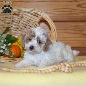 Daisy, Miniature Poodle Puppy