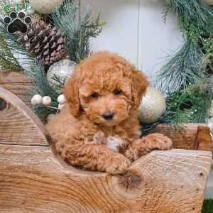 Daisy, Bich-Poo Puppy