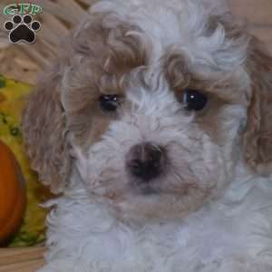 Daisy, Miniature Poodle Puppy