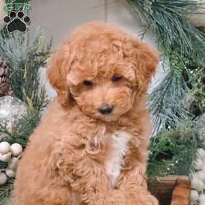 Daisy, Bich-Poo Puppy