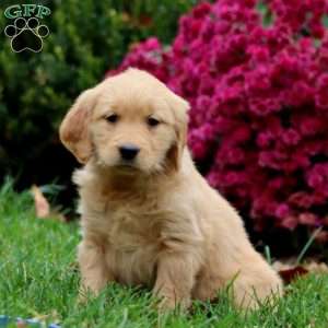 Daisy, Golden Retriever Puppy